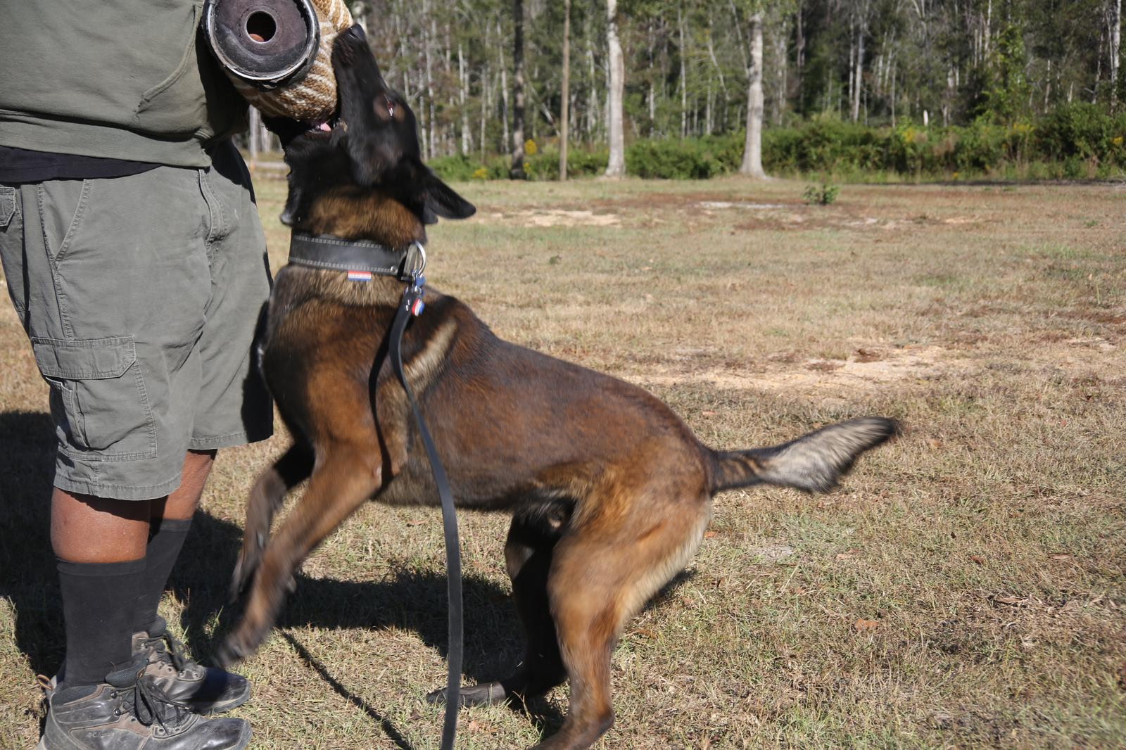 A picture of a Belgian Malinois grabbing on to a protective sleeve used for training.